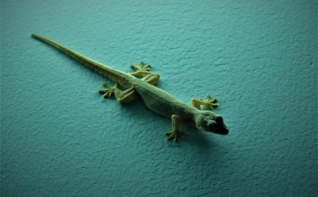 ఇంట్లో బల్లి చేసే మేలు తెలిస్తే దండం పెడతారు…ఈ 7 లాభాలు తెలిస్తే... మీరే వాటిని ఇంట్లోకి పిలుస్తారు