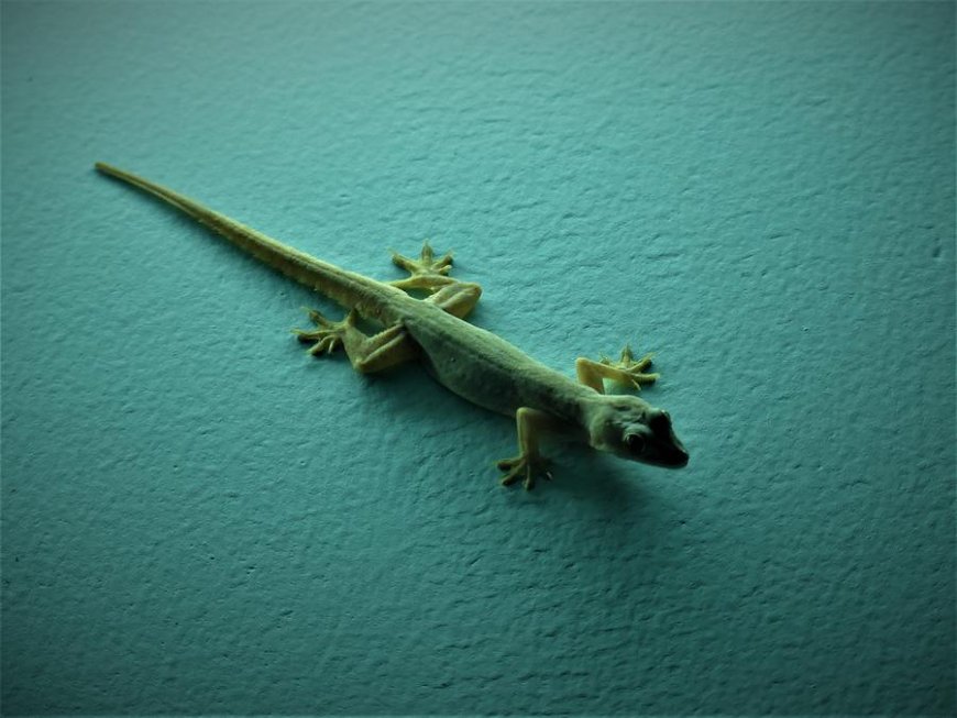 ఇంట్లో బల్లి చేసే మేలు తెలిస్తే దండం పెడతారు…ఈ 7 లాభాలు తెలిస్తే... మీరే వాటిని ఇంట్లోకి పిలుస్తారు